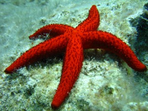 starfish-496836 