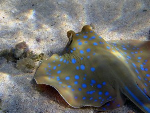 blue-spotted-stingrays-1043491