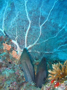 coral-363625