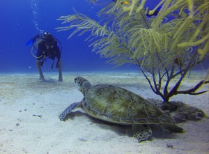 diver-549369